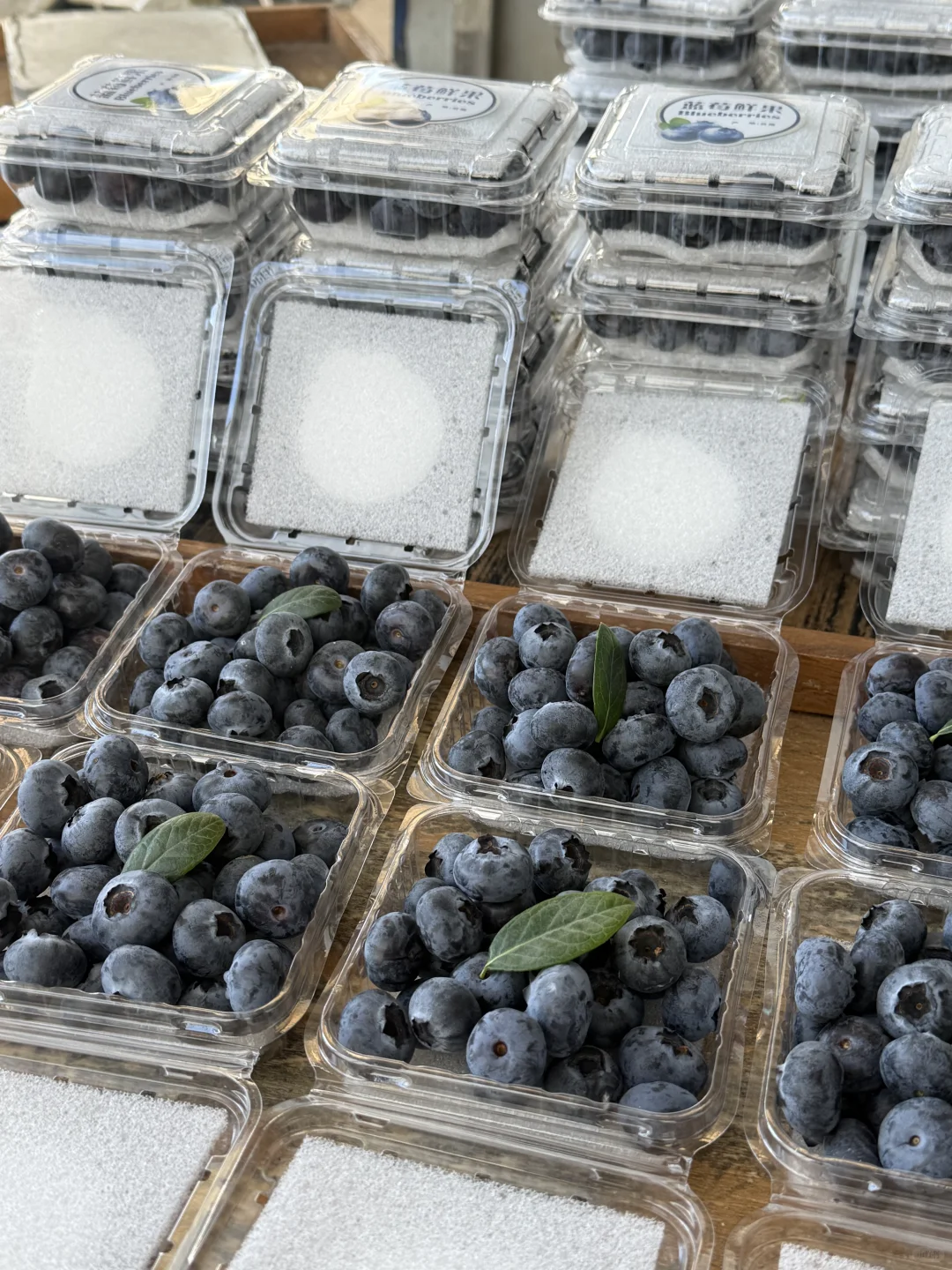 The Go-To Blueberry Container Venting for Peak Freshness 2 Wl 2501c Manluen Blueberries Container