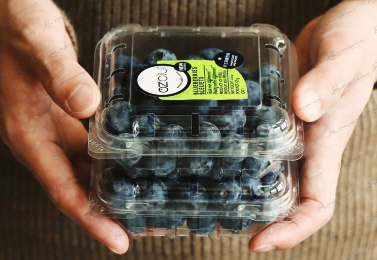 Blueberry Box The Secret to Fresh Eye-Catching Berries 1 Wl 2501c Manluen Blueberry Box