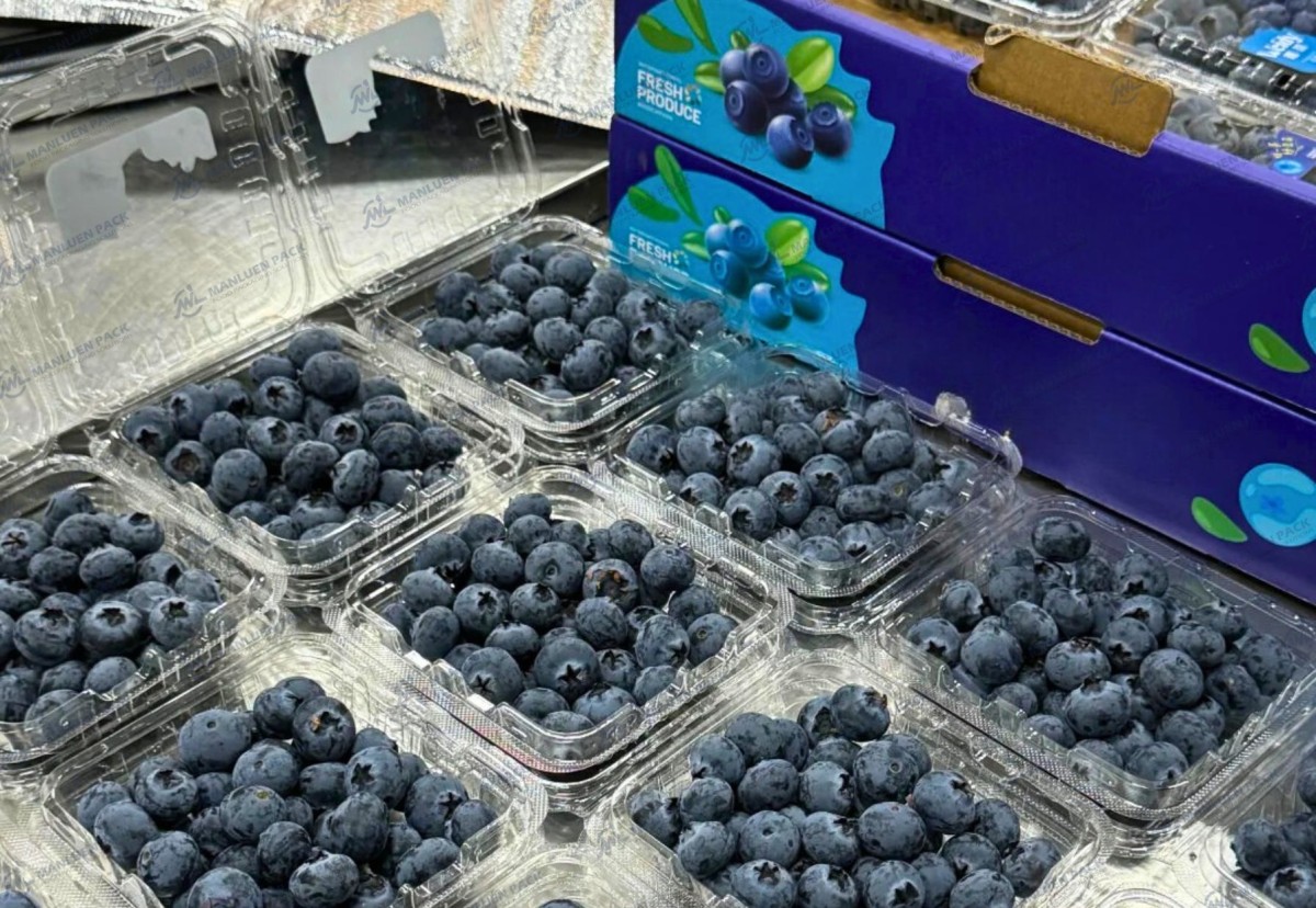 Box Blueberry Safe Plastic Packaging for Profitable Berries 1 Wl 2501c Manluen Box Blueberry