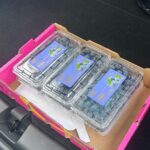 Blueberry Clamshell Packaging Transport Box