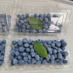 Clear Blueberry Clamshell Container Fresh Produce