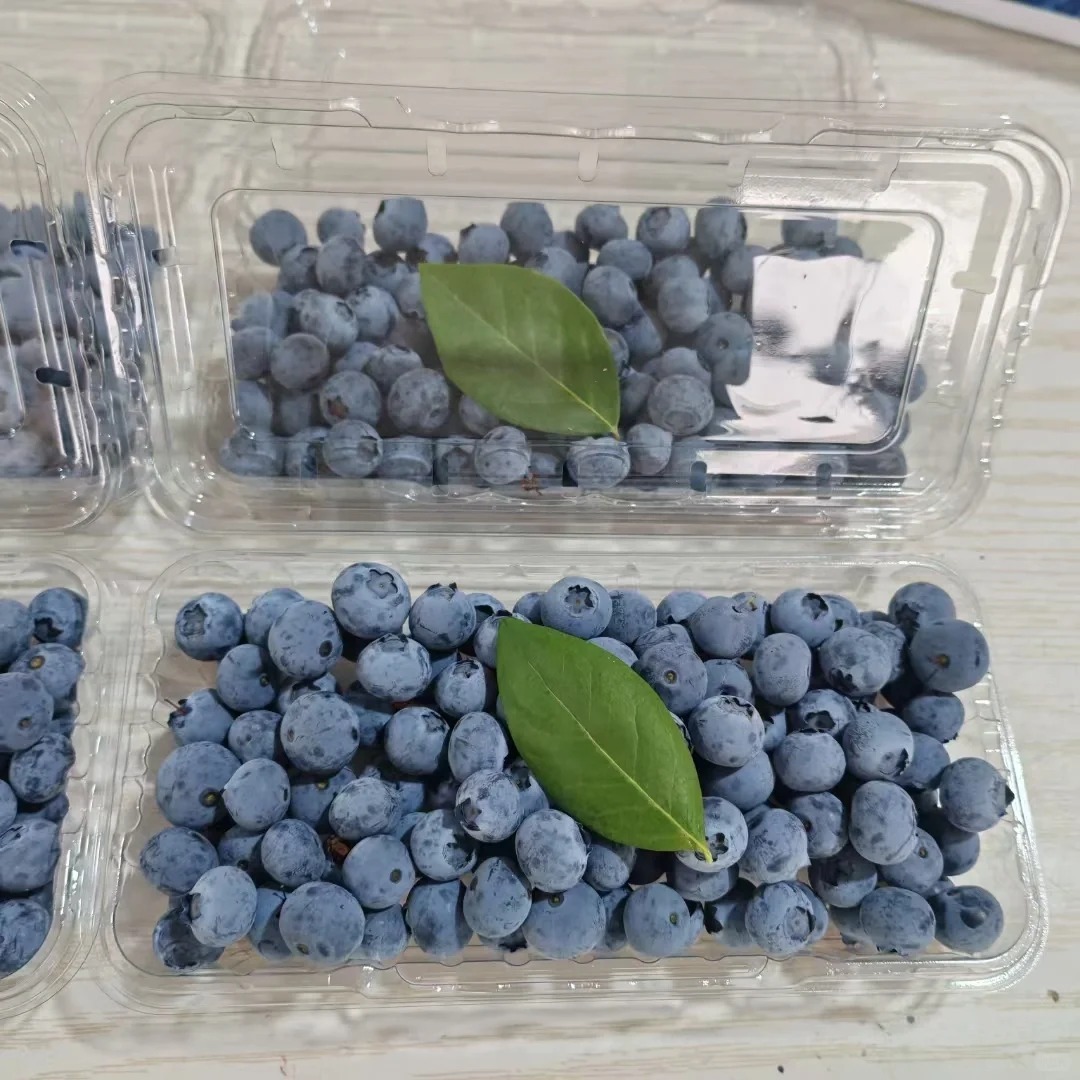 ML-500C1 Large Clear PET Hinged Clamshell Blueberry Container 2 Clear plastic blueberry clamshell container for fresh produce and berry retail packaging